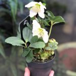 Helleborus Christmas Carol