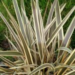 Phormium Alison Blackman