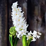 Hyacinth – White
