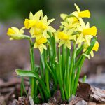 Narcissus ‘Tête-à-Tête’ – Dwarf Daffodil