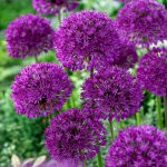 Allium Purple Sensation