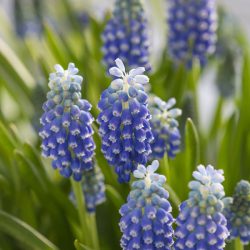 Muscari Touch Of Snow