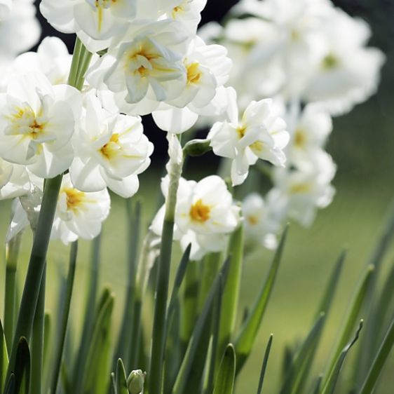 Buy Narcissus (Bridal Crown) Bulbs