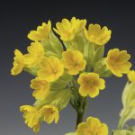 Primula Veris Yellow