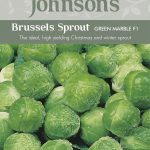 BRUSSELS SPROUT Green Marble F1