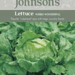 LETTUCE Webbs Wonderful
