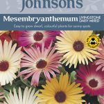 Mesembryanthemum Livingstone Daisy Mixed