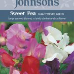 Sweet Pea Giant Waved Mixed