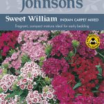 SWEET WILLIAM Indian Carpet Mixed