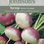TURNIP Purple Top Milan