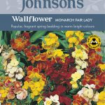 WALLFLOWER Monarch Fair Lady