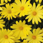Osteospermum Yellow