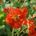 Geum Scarlet Tempest