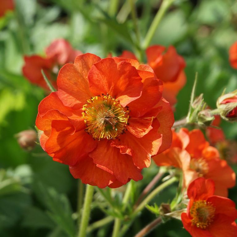 Geum Scarlet Tempest - The Nunhead Gardener