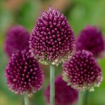 Allium sphaerocephalon – Drumstick Allium