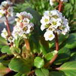 Bergenia Bressingham White