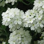 Verbena Trailing White