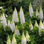 Lupinus ‘Gallery White’