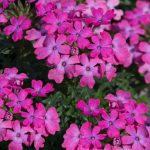 Verbena Trailing Pink