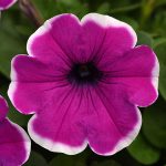 Petunia hybrida – Petunia Trailing Purple Picotee