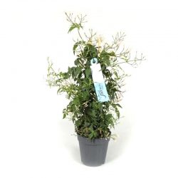 Jasminum polyanthum Bush 300+