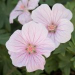 ‘Pink Pouffe’ hardy geranium – Geranium sanguineum ‘Pink Pouffe’
