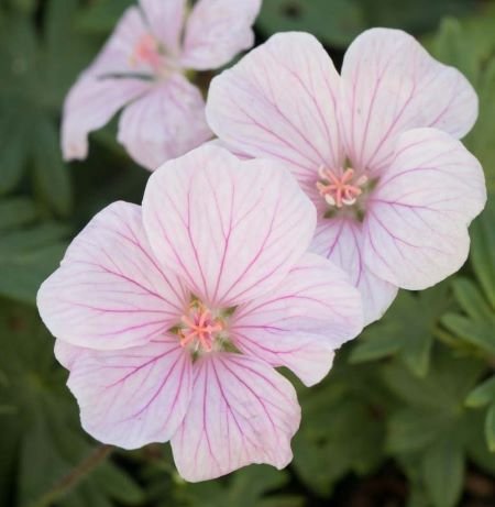 ‘Pink Pouffe’ hardy geranium – Geranium sanguineum ‘Pink Pouffe’