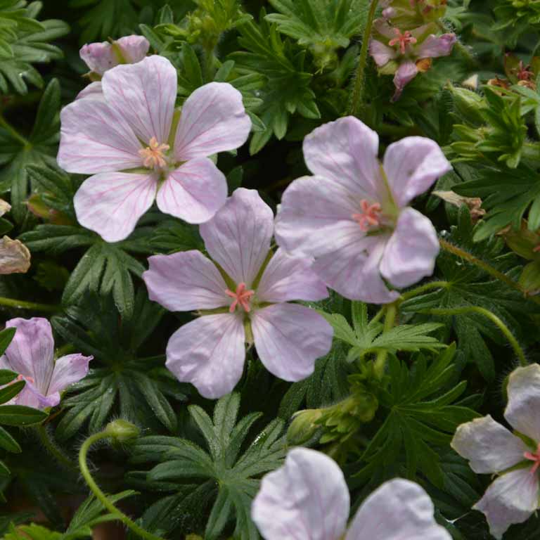 ‘Pink Pouffe’ hardy geranium – Geranium sanguineum ‘Pink Pouffe’ - Image 2