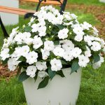 Impatiens White