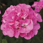 Geranium Upright Pink – Pelargonium x hortorum ‘Pink’