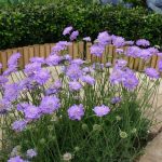 Scabiosa Columbaria Butterfly Blue