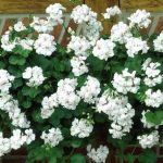 Geranium Trailing –  Double White