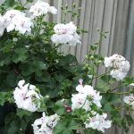 Geranium Trailing Double White