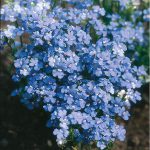 Nemesia Blue