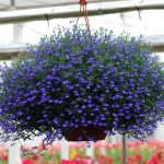 Lobelia Trailing Midnight Blue