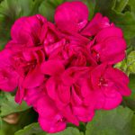 Geranium Upright Violet