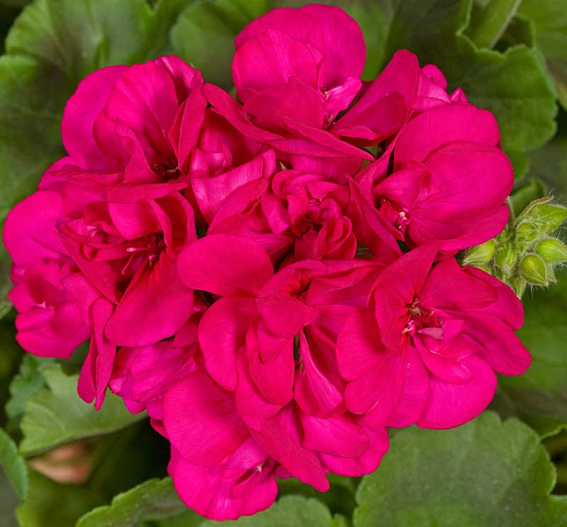 Geranium Upright Violet - The Nunhead Gardener