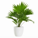 Livistona rotundifolia