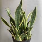Sansevieria trif Futura Superba