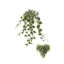 Hedera hel White Wonder