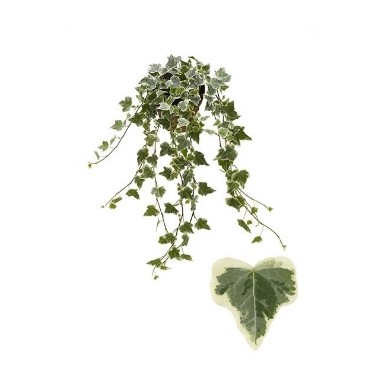 Hedera hel White Wonder - Image 2
