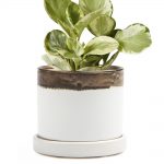 Minute Planter 2 – Bronze White – 7CM