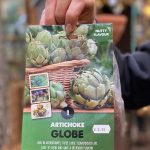 ARTICHOKE GLOBE ARTICHOKE
