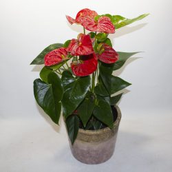 Anthurium andr Million Flowers Red