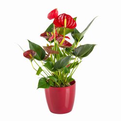 Anthurium andr Million Flowers Red