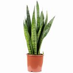 Sansevieria trifasciata ‘Zeylanica’ – Snake Plant