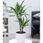 Dracaena der ‘Warneckei’  30/10