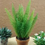 Asparagus dens ‘Myers’