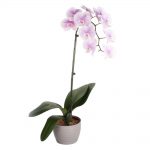 Phalaenopsis multi  ‘Grazia’ 3t