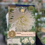 Dahlia Cactus ‘Spider Tsuki-Yori-No-Shisha